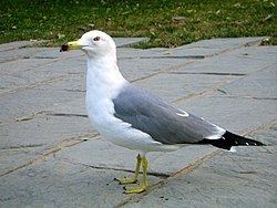 Black-tailed gull httpsuploadwikimediaorgwikipediacommonsthu
