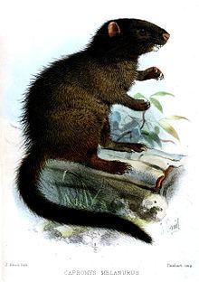 Black-tailed hutia httpsuploadwikimediaorgwikipediacommonsthu
