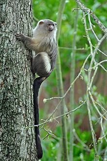 Black-tailed marmoset httpsuploadwikimediaorgwikipediacommonsthu