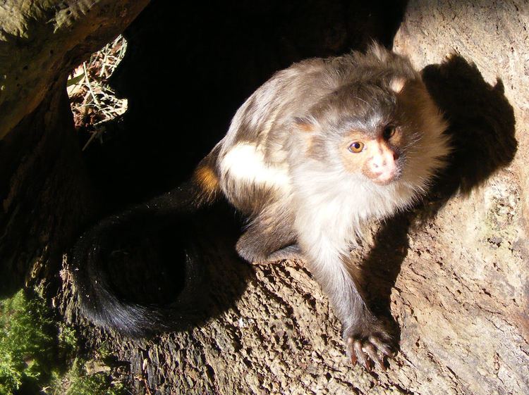 Black-tailed marmoset FileBlacktailed marmosetJPG Wikimedia Commons