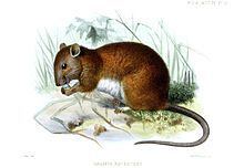 Black-tailed mosaic-tailed rat httpsuploadwikimediaorgwikipediacommonsthu