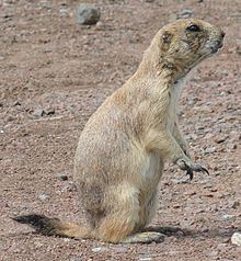 Black-tailed prairie dog httpsuploadwikimediaorgwikipediacommonsthu