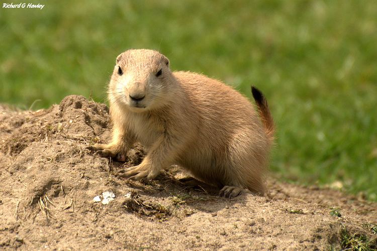 Black-tailed prairie dog Why JumpYipping Prairie Dogs Are Like Yawning Humans Phenomena