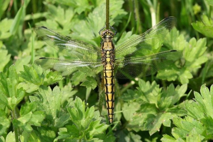 Black-tailed skimmer Black Tailed Skimmer Chris Brooks Photography