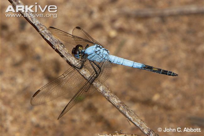 Black-tailed skimmer Blacktailed skimmer videos photos and facts Nesciothemis