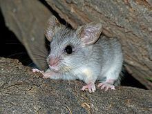 Black-tailed tree rat httpsuploadwikimediaorgwikipediacommonsthu