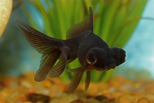 Black Telescope black moor goldfish Tumblr goldfish are awesome Pinterest