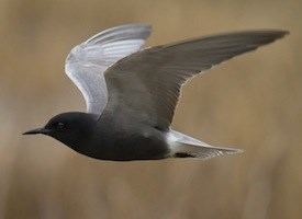 Black tern Black Tern Identification All About Birds Cornell Lab of Ornithology