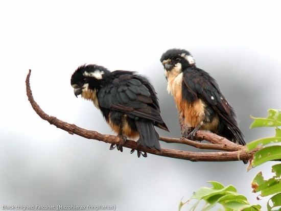 Black-thighed falconet Blackthighed Falconet BirdForum Opus
