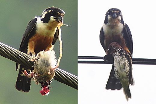 Black-thighed falconet Blackthighed Falconet Mating and nesting rituals Bird Ecology