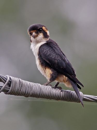 Black-thighed falconet BlackThighed Falconet Flickr