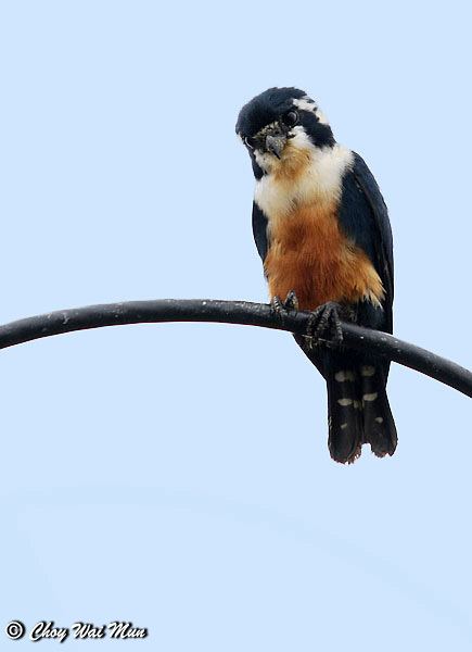Black-thighed falconet orientalbirdimagesorgimagesdatadsc0193cjpg