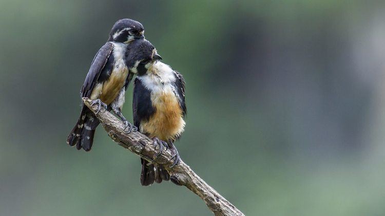 Black-thighed falconet BBC Two Blackthighed falconet the world39s smallest bird of prey