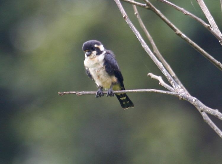 Black-thighed falconet Surfbirds Online Photo Gallery Search Results