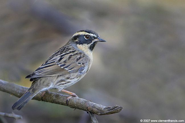 Black-throated accentor Oriental Bird Club Image Database Blackthroated Accentor