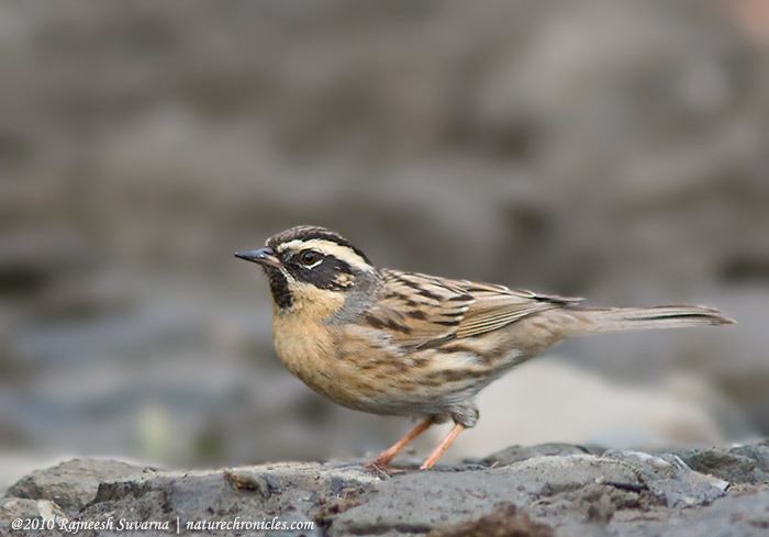 Black-throated accentor Nature Chronicles Feather BlackThroated Accentor