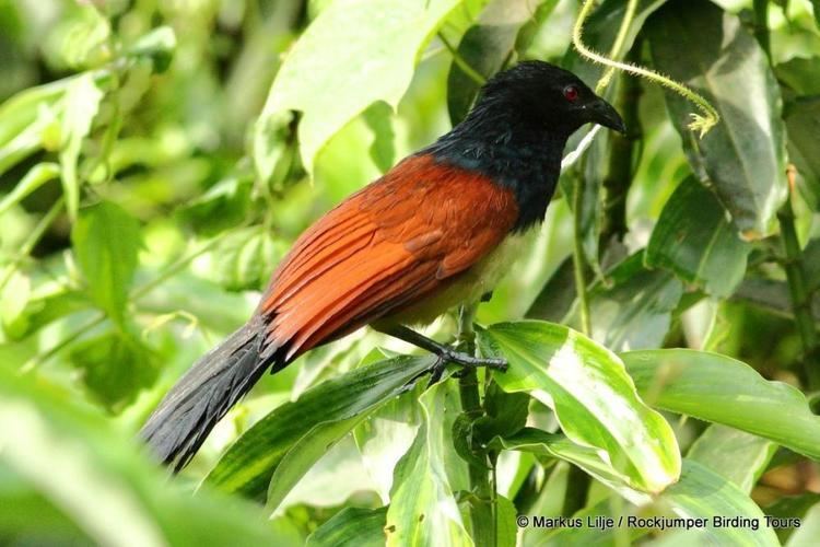 Black-throated coucal Blackthroated Coucal Centropus leucogaster videos photos and