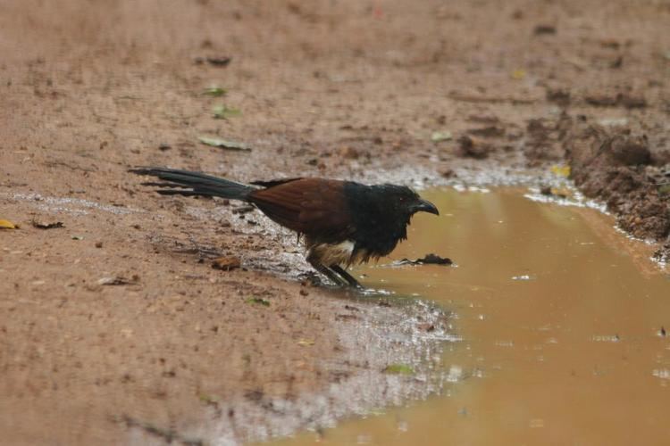 Black-throated coucal Blackthroated Coucal Centropus leucogaster videos photos and