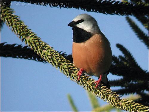 Black-throated finch Does it matter if the BlackThroated Finch goes extinct