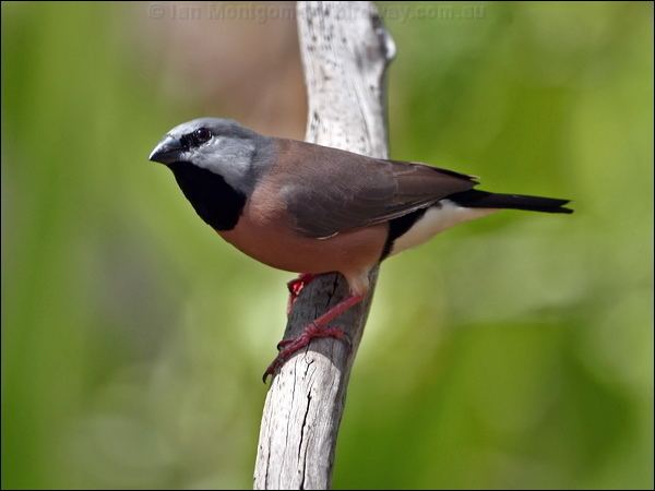 Black-throated finch Blackthroated Finch photo image 1 of 13 by Ian Montgomery at