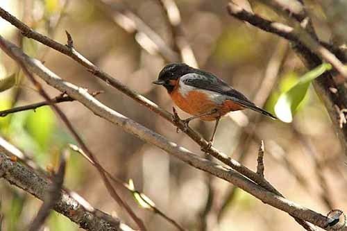 Black-throated flowerpiercer Blackthroated Flowerpiercer