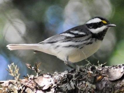 Black-throated gray warbler Blackthroated Gray Warbler Identification All About Birds