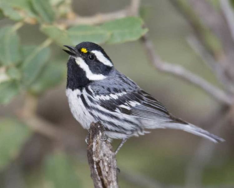 Black-throated gray warbler d2fbmjy3x0sduacloudfrontnetsitesdefaultfiles