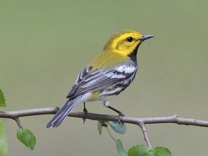 Black-throated green warbler Blackthroated Green Warbler Identification All About Birds