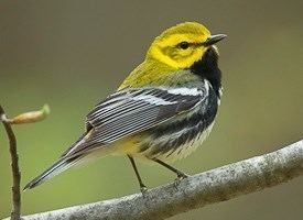 Black-throated green warbler Blackthroated Green Warbler Identification All About Birds