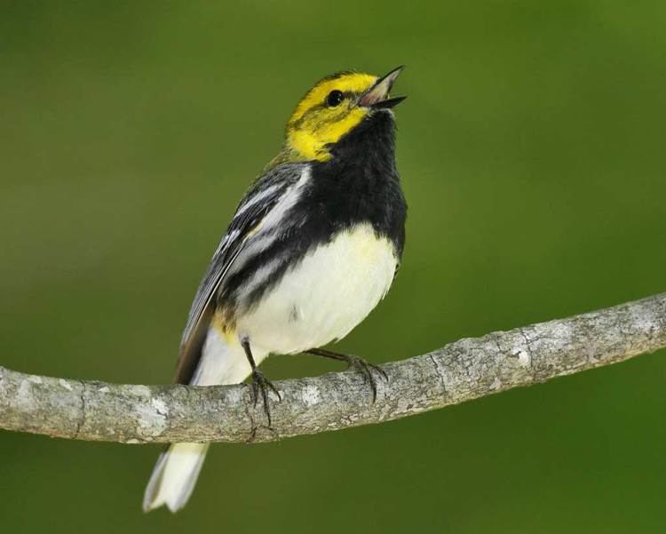 Black-throated green warbler d2fbmjy3x0sduacloudfrontnetsitesdefaultfiles