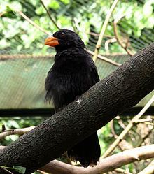 Black-throated grosbeak httpsuploadwikimediaorgwikipediacommonsthu
