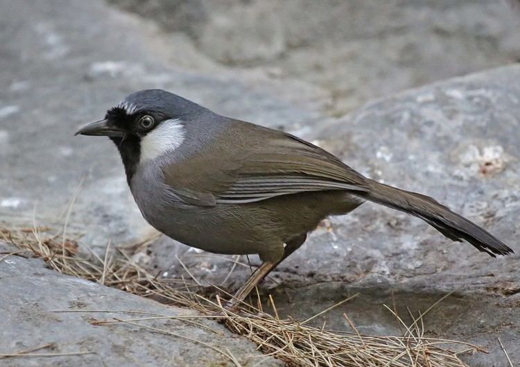 Black-throated laughingthrush Pictures and information on Blackthroated Laughingthrush