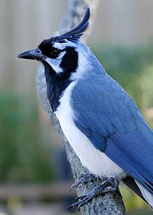 Black-throated magpie-jay httpsuploadwikimediaorgwikipediacommonsthu