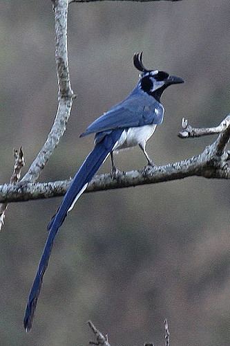 Black-throated magpie-jay 301V8093 Blackthroated MagpieJay We stayed at Hotel Dani Flickr