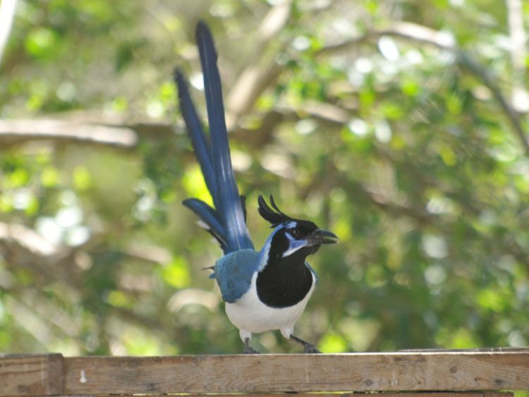 Black-throated magpie-jay The Online Zoo Blackthroated Magpie Jay