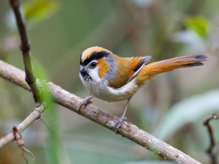 Black-throated parrotbill Blackthroated Parrotbill Paradoxornis nipalensis videos photos