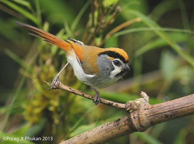 Black-throated parrotbill Oriental Bird Club Image Database Blackthroated Parrotbill