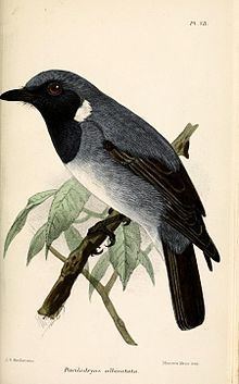 Black-throated robin httpsuploadwikimediaorgwikipediacommonsthu