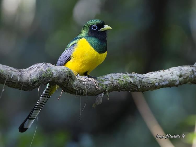 Black-throated trogon Blackthroated Trogon Trogon rufus videos photos and sound