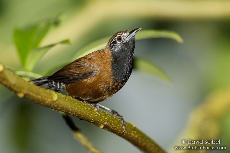 Black-throated wren wwwbirdsinfocuscomgalleriesdavidseibel20111