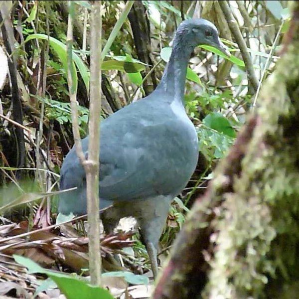 Black tinamou A revealing new look at the secretive black tinamou ScienceDaily