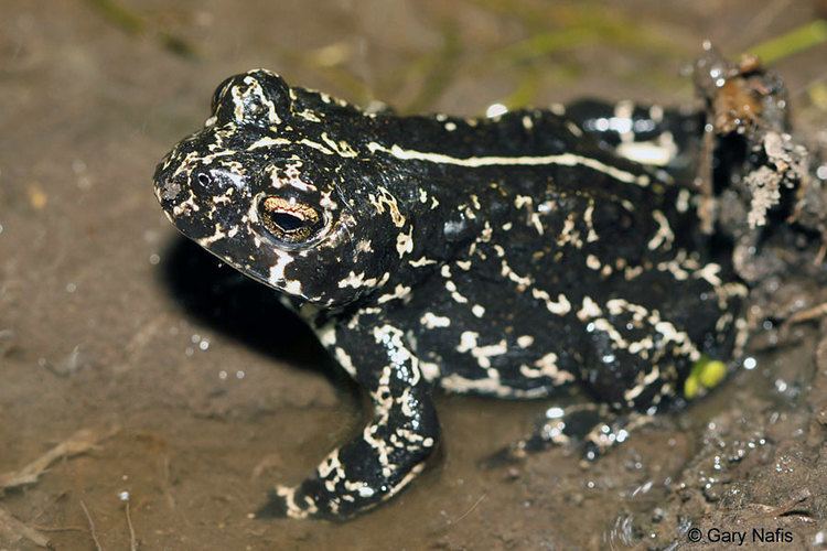 Black Toad - Alchetron, The Free Social Encyclopedia