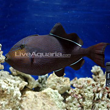 Black triggerfish Hawaiian Black Triggerfish