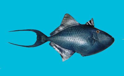 Black triggerfish Black Triggerfish gtgt Phuketfishcom ltlt