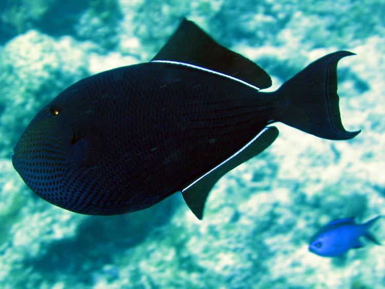 Black triggerfish Neate39s Kahalu39u Captain Cook and Two Step Snorkel Reef Fish Etc