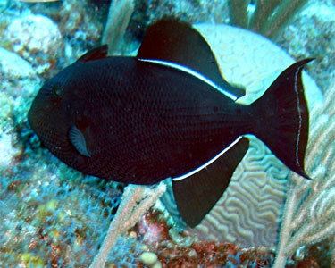 Black triggerfish wwwaquariumdomaincomadSocialPFBasefilepicp