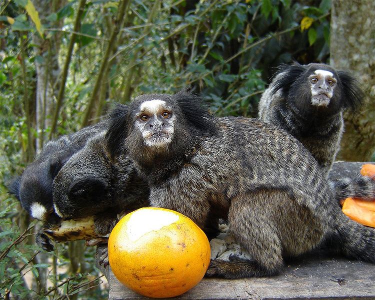 Black-tufted marmoset BlackTufted Marmoset Planet of the Monkeys