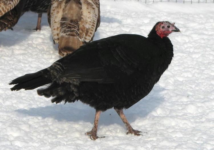 Black turkey Black Porter39s Rare Heritage Turkeys