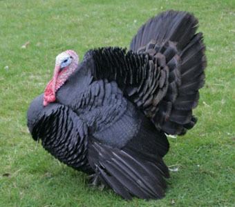 Black turkey Norfolk Black Free Range Christmas Turkeys