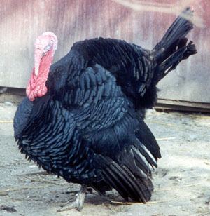 Black turkey httpslivestockconservancyorgimagesuploadsab